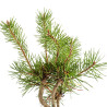 Pinus sylvestris - B5350