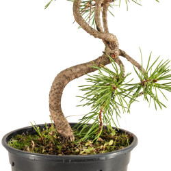 Pinus sylvestris - B5350