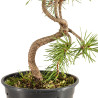 Pinus sylvestris - B5350