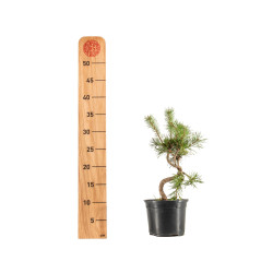 Pinus sylvestris - B5350