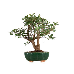 Malus Everest - B5307