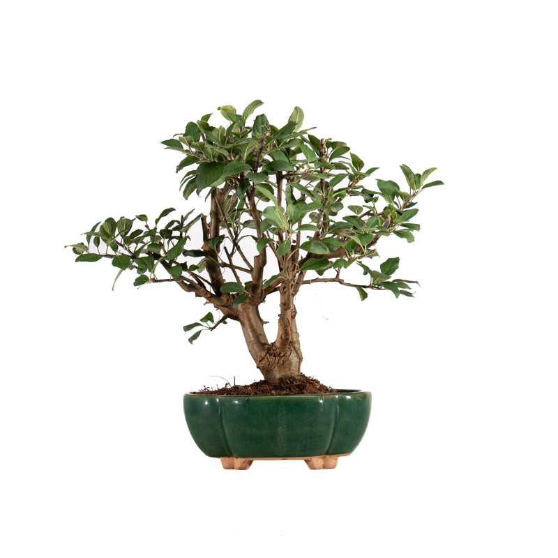 Malus Everest - B5307
