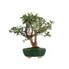 Malus Everest - B5307