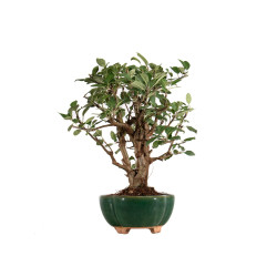Malus Everest - B5307