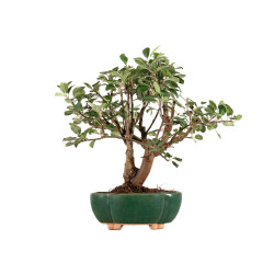 Malus Everest - B5307