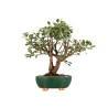 Malus Everest - B5307