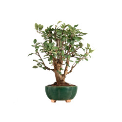 Malus Everest - B5307
