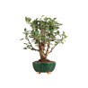 Malus Everest - B5307