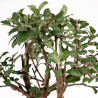 Malus Everest - B5307