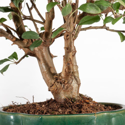 Malus Everest - B5307