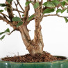 Malus Everest - B5307