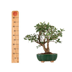 Malus Everest - B5307