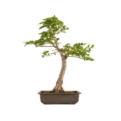 Fagus sylvatica Sandrode -...