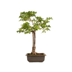 Fagus sylvatica Sandrode - B5288