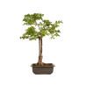 Fagus sylvatica Sandrode - B5288