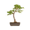 Fagus sylvatica Sandrode - B5288