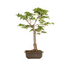Fagus sylvatica Sandrode - B5288