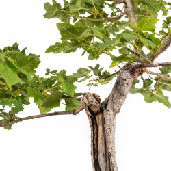Fagus sylvatica Sandrode - B5288