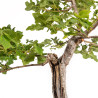 Fagus sylvatica Sandrode - B5288