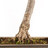 Fagus sylvatica Sandrode - B5288