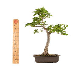 Fagus sylvatica Sandrode - B5288