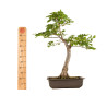 Fagus sylvatica Sandrode - B5288