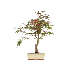 Acer palmatum atropurpureum...