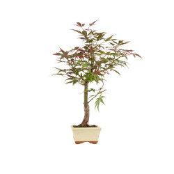 Acer palmatum atropurpureum - B5277