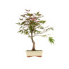 Acer palmatum atropurpureum - B5277