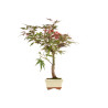 Acer palmatum atropurpureum - B5277