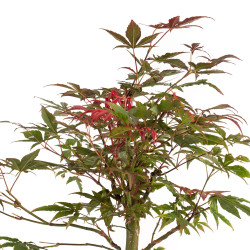 Acer palmatum atropurpureum - B5277