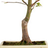 Acer palmatum atropurpureum - B5277