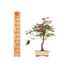 Acer palmatum atropurpureum - B5277