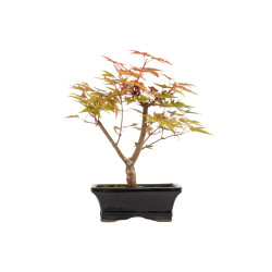 Acer palmatum deshojo - B5282