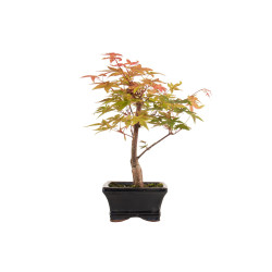 Acer palmatum deshojo - B5282