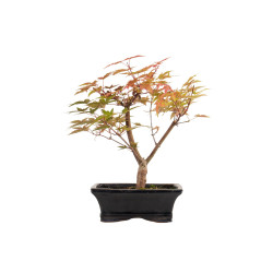 Acer palmatum deshojo - B5282