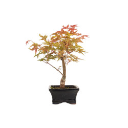 Acer palmatum deshojo - B5282