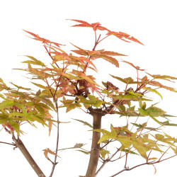 Acer palmatum deshojo - B5282