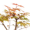 Acer palmatum deshojo - B5282