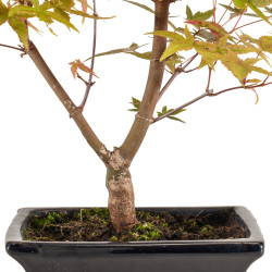 Acer palmatum deshojo - B5282