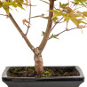 Acer palmatum deshojo - B5282