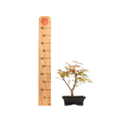 Acer palmatum deshojo - B5282