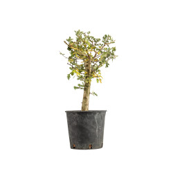 Crataegus monogyna - B5357