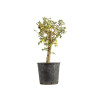 Crataegus monogyna - B5357