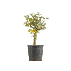 Crataegus monogyna - B5357