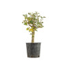 Crataegus monogyna - B5357
