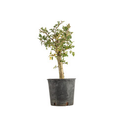 Crataegus monogyna - B5357