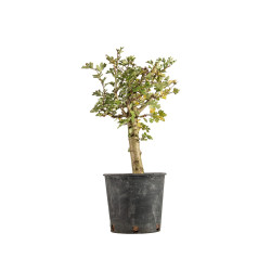 Crataegus monogyna - B5357