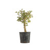 Crataegus monogyna - B5357