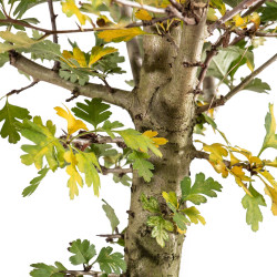 Crataegus monogyna - B5357